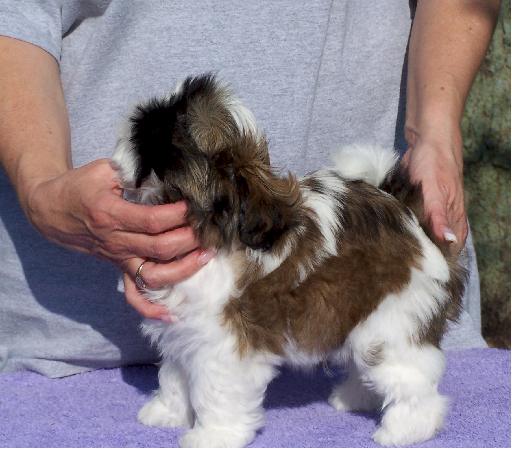 Shih Tzu Breeder in Indianapolis, IN